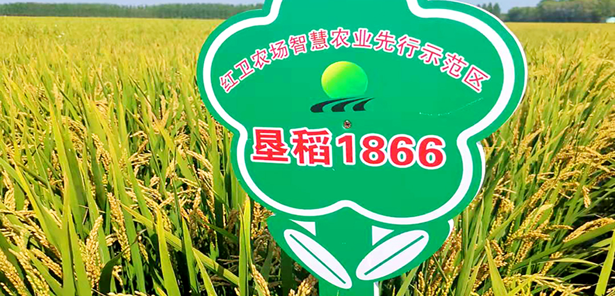 垦稻1866