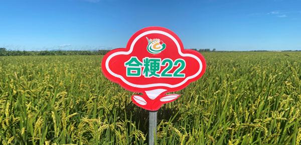 合粳22
