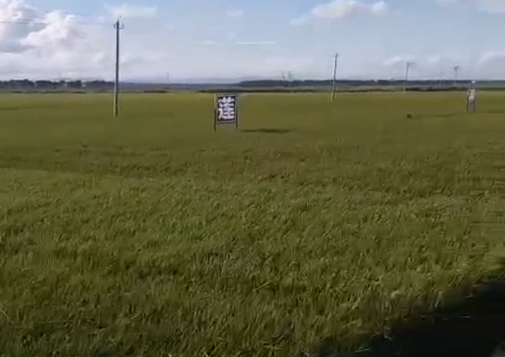 视频展示